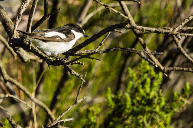 Gobemouche noir mâle